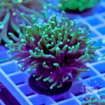 Torch-Coral-GreenPurple_01