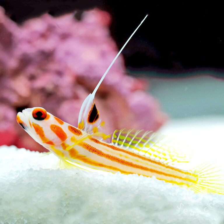 Orange-Striped-Shrimp-Goby