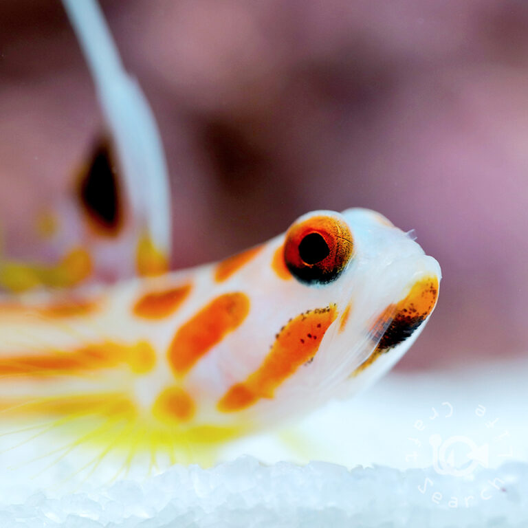 Orange-Striped-Shrimp-Goby