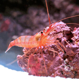 Peppermint-Shrimp