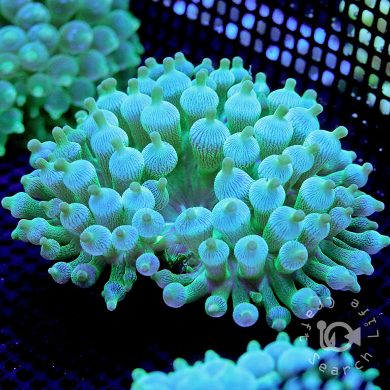 Bubble-Tip-Anemone-Green
