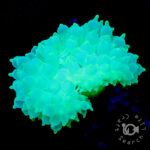 Bubble-Tip-Anemone-Fluorescent-Green