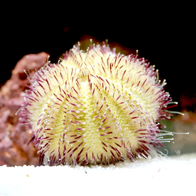 Purple-Sea-Urchin