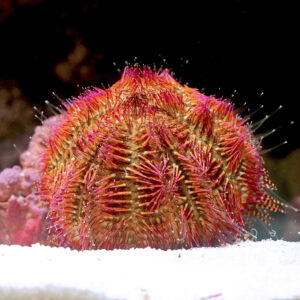 Red-Sea-Urchin