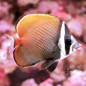 Collare-Butterflyfish