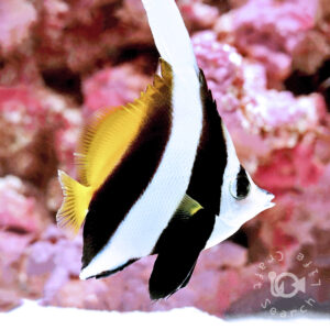 Pennant-Coralfish