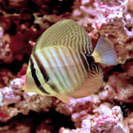 Indian-Sailfin-Tang_03-150x150.jpg