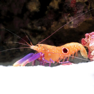 Purple-Clawed-Pistol-Shrimp