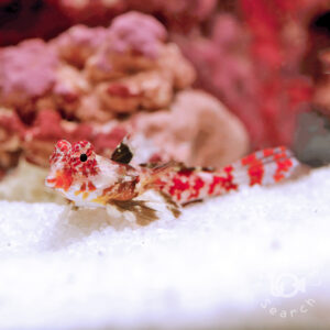 Red-Scooter-Blenny