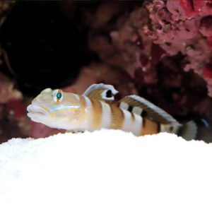 Tiger-Goby