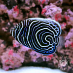 Emperor-Angelfish-ID-Juv_02-