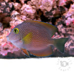 Goldeye-Surgeonfish