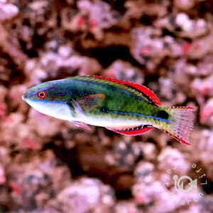 Exquisite-Wrasse