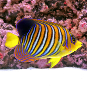 Regal-Angelfish_IO_3L