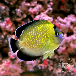 Goldflake-Angelfish_250118