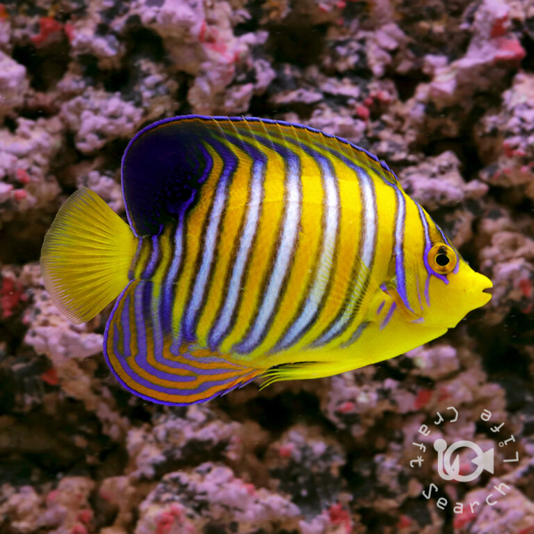 Regal-Angelfish_RS_250133