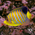 Regal-Angelfish_RS_250133