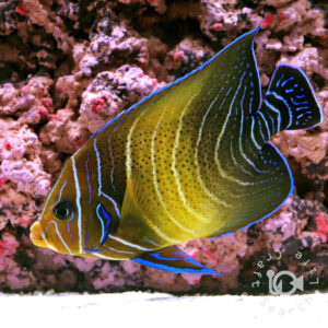 Semicircle-Angelfish_3L