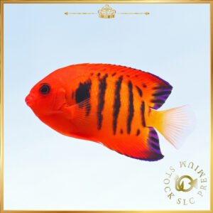 プレミアムストック