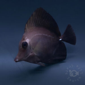 Black-Longnose-Tang-Hybrid_250418