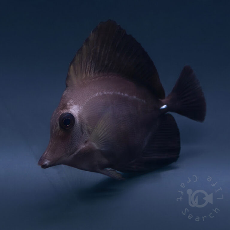 Black-Longnose-Tang-Hybrid_250418