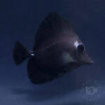 Black-Longnose-Tang-Hybrid_250418