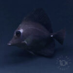 Black-Longnose-Tang-Hybrid_250418