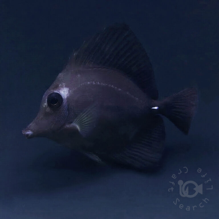 Black-Longnose-Tang-Hybrid_250418