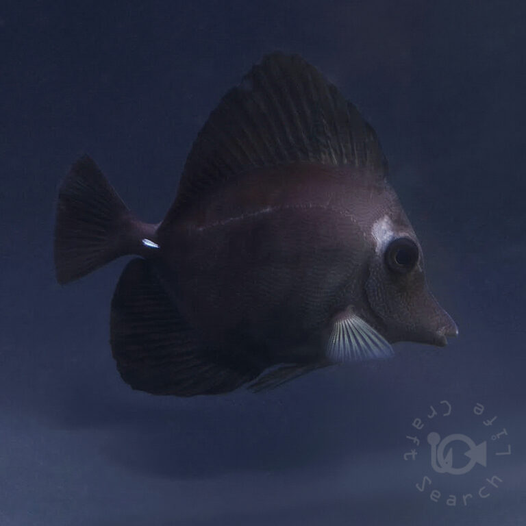 Black-Longnose-Tang-Hybrid_250418