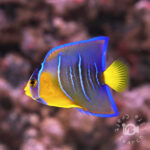 Townsend-Angelfish_25042402