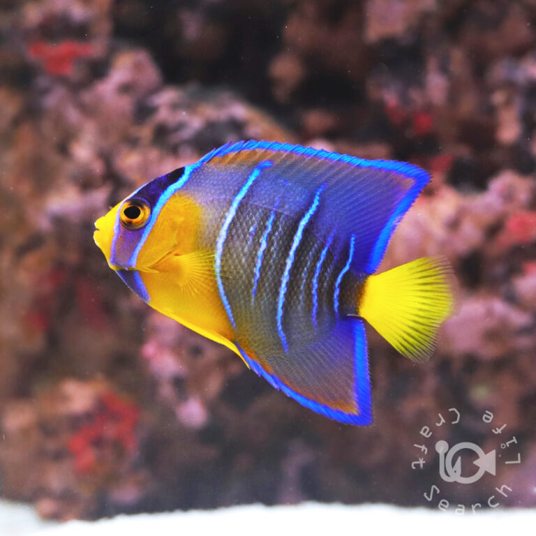 Townsend-Angelfish_25042402