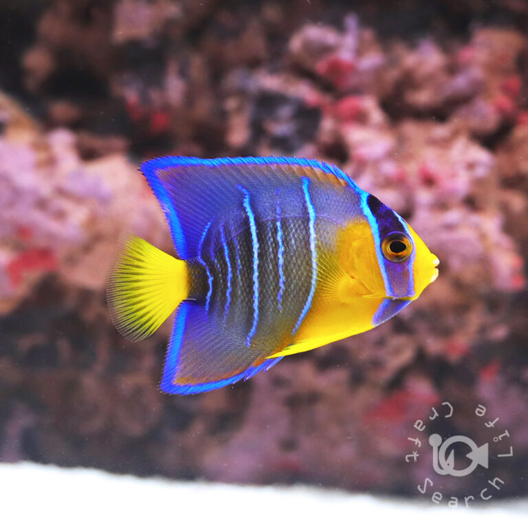 Townsend-Angelfish_25042402