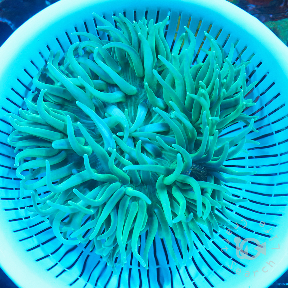 ロングテンタクルアネモネ - 海水魚・小型水槽・人工ライブロック通販