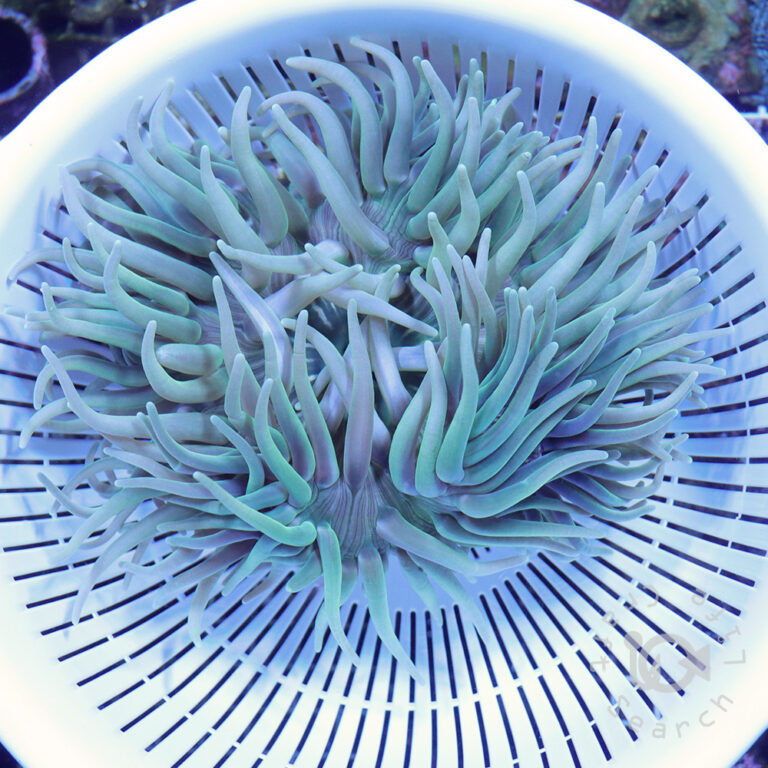 LT-Anemone_Green