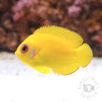 Lemonpeel-Angelfish