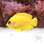 Lemonpeel-Angelfish