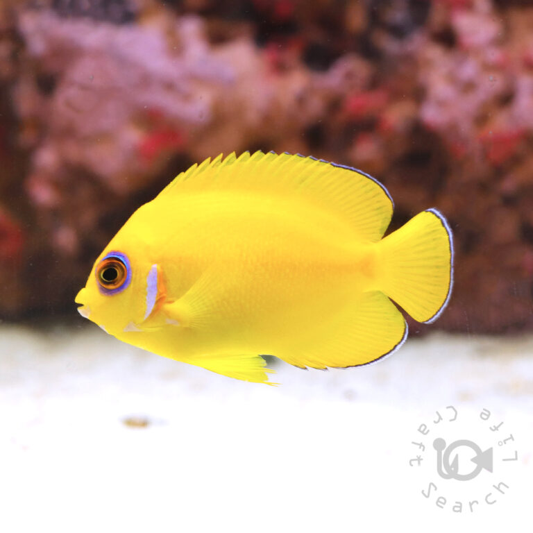 Lemonpeel-Angelfish