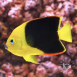 Rock-Beauty-Angelfish_L
