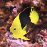 Rock-Beauty-Angelfish_L