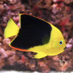 Rock-Beauty-Angelfish_L
