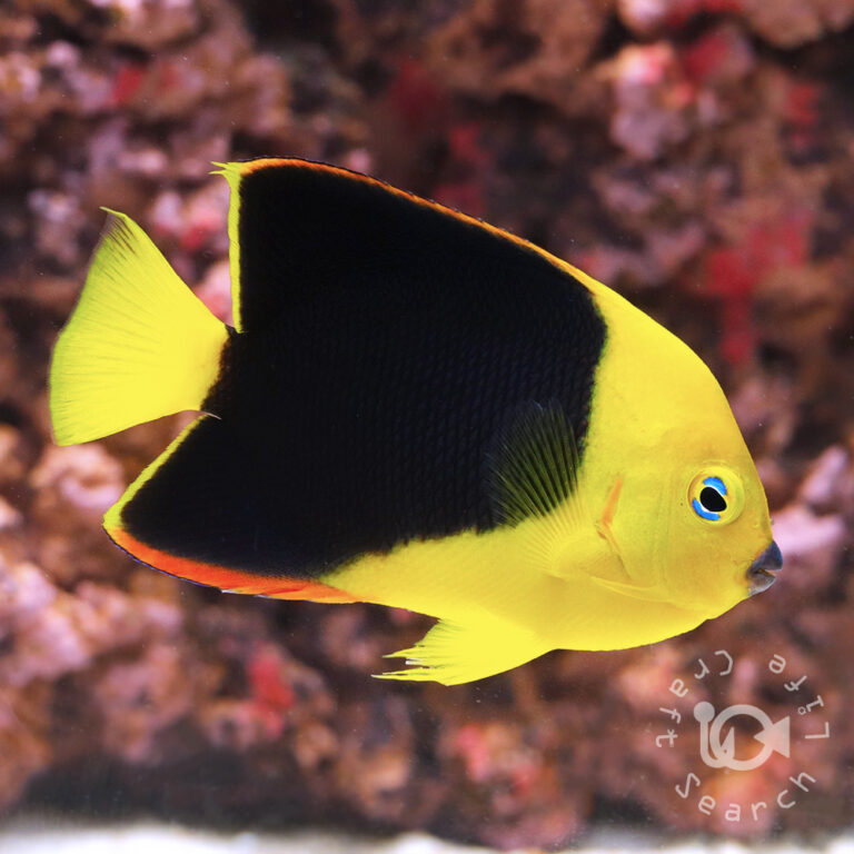 Rock-Beauty-Angelfish_L