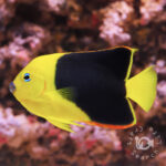 Rock-Beauty-Angelfish_L