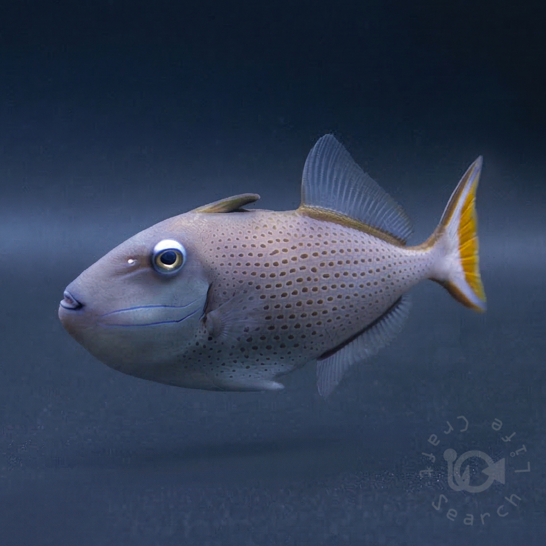 サーガッサムトリガーフィッシュ