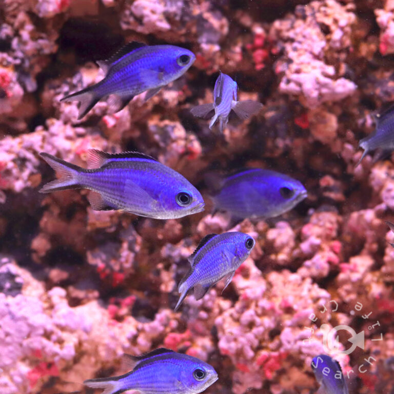 Blue-Reef-Chromis