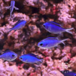Blue-Reef-Chromis