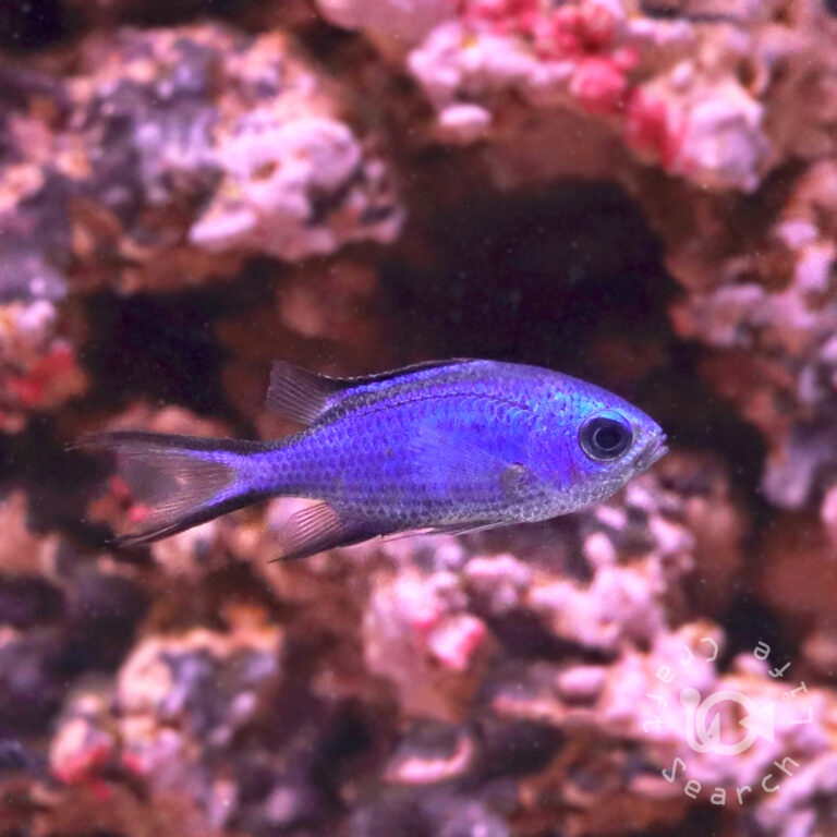 Blue-Reef-Chromis