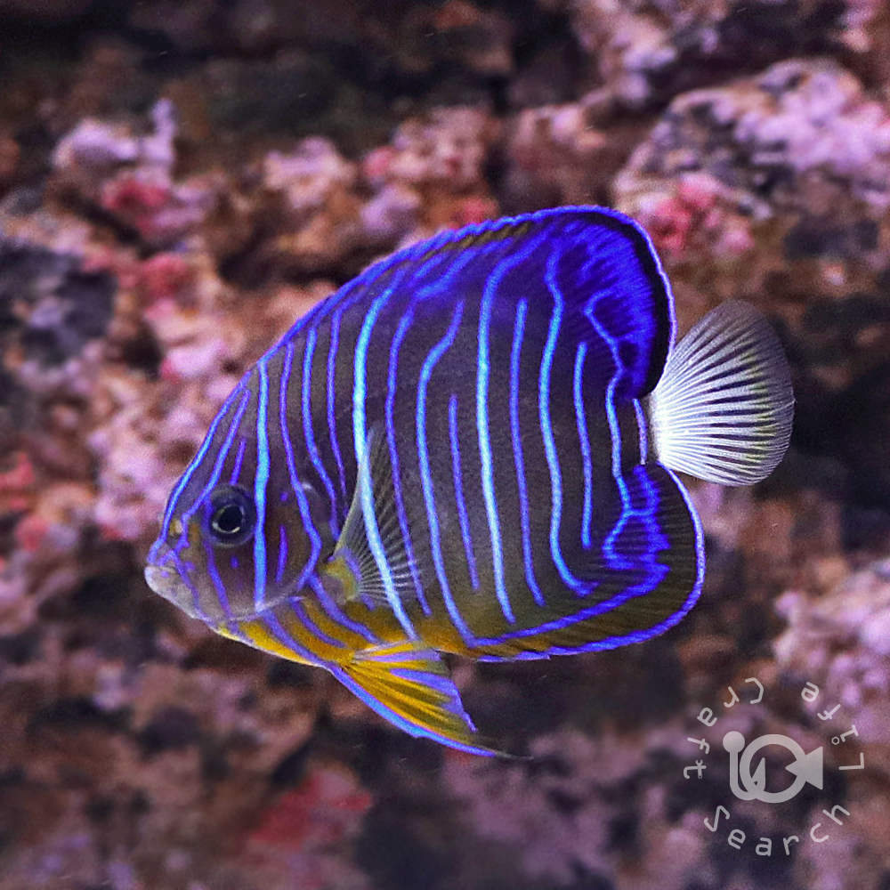 ナンヨウハギ - 海水魚・小型水槽・人工ライブロック通販｜サーチ