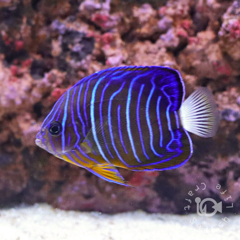 Blue-Ringed-Angelfish_M