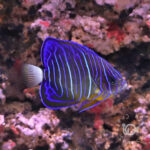 Blue-Ringed-Angelfish_M
