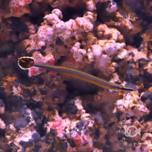Bluestripe-Pipefish